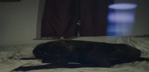 Rustic Dog corso Laika lounging on bed night 6K anamorphic sequence 02 Stock Footage 343078105