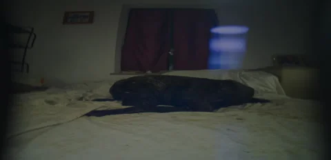 Rustic Dog corso Laika lounging on bed night 6K anamorphic sequence 01 Stock Footage 343085963