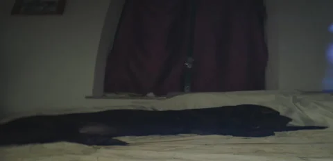 Rustic Dog corso Nerina lounging on bed night 6K anamorphic sequence 01 Stock Footage 343111312