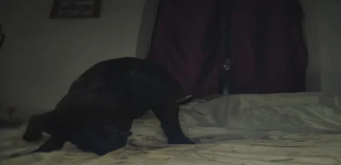 Rustic Dog corso Nerina lounging on bed night 6K anamorphic sequence 02 Stock Footage 343116016
