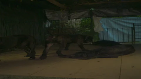 Rustic Dog corso pack playing on terrace evening 6K anamorphic sequence 03 Stock Footage 342965692