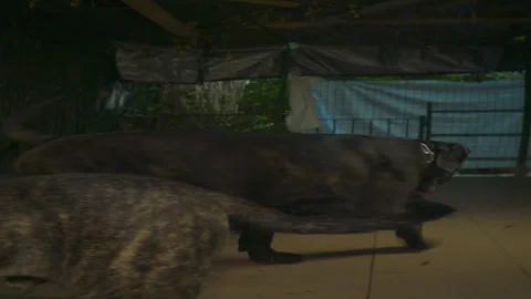 Rustic Dog corso pack playing on terrace evening 6K anamorphic sequence 06 Stock Footage 342975966