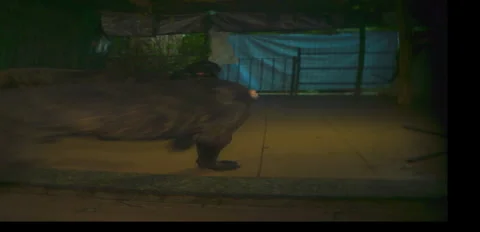 Rustic Dog corso pack playing on terrace night 6K anamorphic sequence 05 Stock Footage 342988814