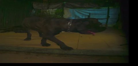 Rustic Dog corso pack playing on terrace night 6K anamorphic sequence 01 Stock Footage 343015310