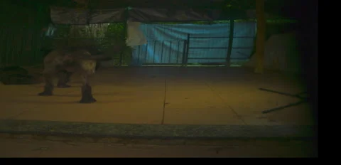 Rustic Dog corso pack playing on terrace night 6K anamorphic sequence 03 Stock Footage 343025871