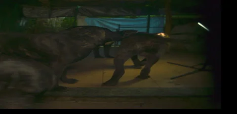 Rustic Dog corso pack playing on terrace night 6K anamorphic sequence 04 Stock Footage 343025942