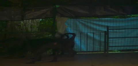 Rustic Dog corso pugnax night pack on terrace 6K anamorphic sequence 01 Stock Footage 342979765