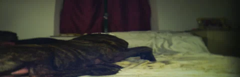 Rustic Dog corso Pulce lounging on bed night 6K anamorphic sequence 01 Stock Footage 343147928
