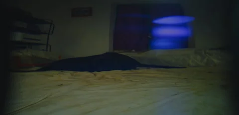 Rustic Dog corso Pulce lounging on bed night 6K anamorphic sequence 03 Stock Footage 343154869