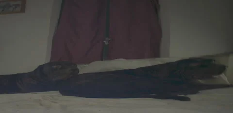 Rustic Dog corso Togo and Nerina playing on bed 6K anamorphic sequence 01 Stock Footage 343159812