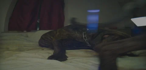 Rustic Dog puppies playing on bed 6K anamorphic sequence 02 Stock Footage 343105288