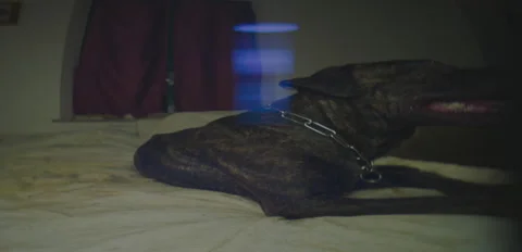 Rustic Dog puppies playing on bed 6K anamorphic sequence 03 Stock Footage 343108792
