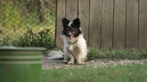 Rustic dog in the yard 库存影片 79757861