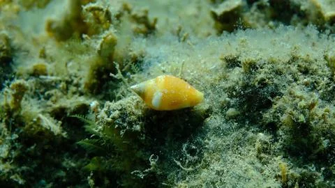 Rustic dove shell (Columbella rustica) with a hermit crab undersea Stock Photos
