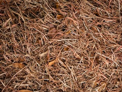 Rustic Dry Hay Stack Texture Background. Foto stock