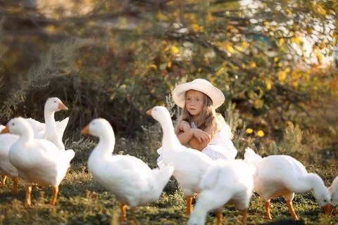 Rustic ducks. Ducks in farm. Ducks go in a row. Stock-Fotos