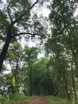 Rustic Earthen Trail Surrounded By Mature Trees Serene Green Passage Across.. Stock Photos