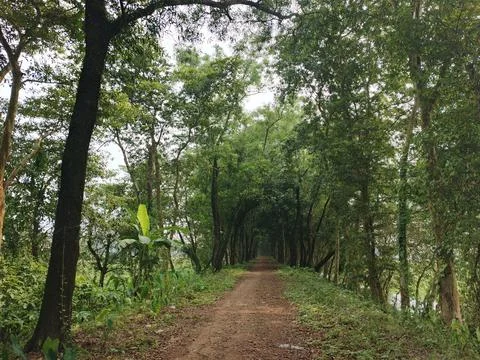 Rustic Earthen Trail Surrounded By Mature Trees Serene Green Passage Across.. Stock Photos