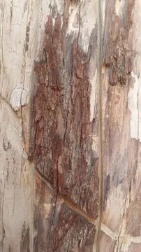 Rustic Elegance; The Art of Wood Grain Stock Photos
