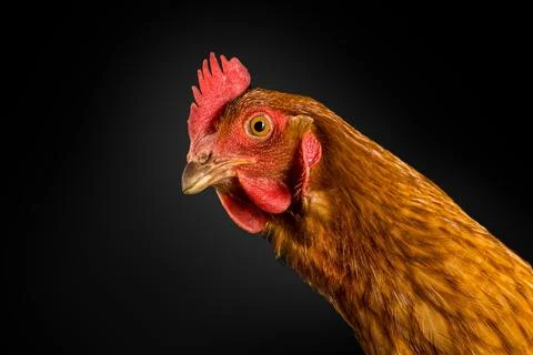 Rustic Elegance - Studio Portrait of a Rhode Island Red Hen Foto stock