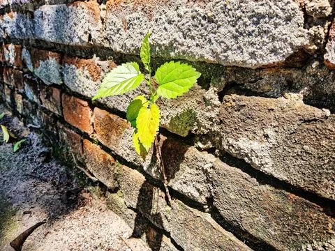 Rustic exposed brick wall. Фото