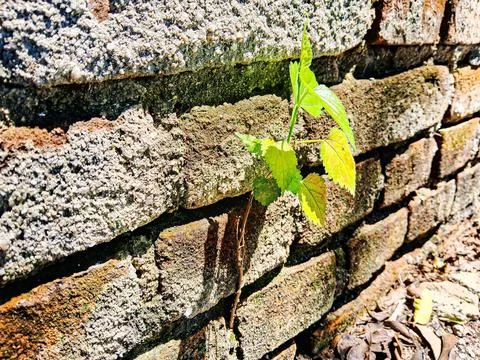 Rustic exposed brick wall with plaster. Stock Photos