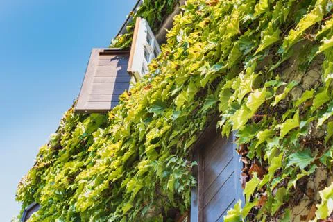 Rustic facade with open window covered by creeper ivy in Saint Paul de Vence Stock Photos