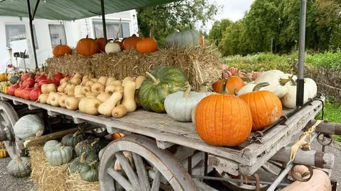 Rustic farm cart with assorted pumpkins on wooden table autumn harvest Stock Photos