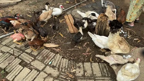 Rustic Farm Life: A Vibrant Group of Ducks and Chickens Foraging on Earth Stock Footage 326660572