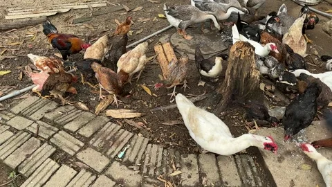 Rustic Farm Life: A Vibrant Group of Ducks and Chickens Foraging on Earth Stock Footage 326660639
