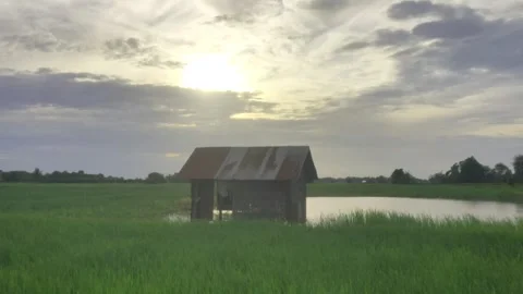 Rustic Farm Shack in Rice Paddy Field at Sunrise Stock Footage 342952683