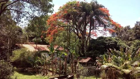 Rustic farmhouse with flowering trees Stock Photos
