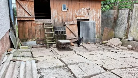 Rustic Farmyard with Free Range Chicken Walking Near Old Wooden Barn Stock Footage 338160766