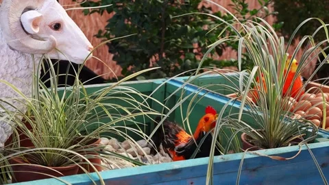 Rustic Farmyard Scene with Goat and Chicken Amongst Plants Video stock 264958857