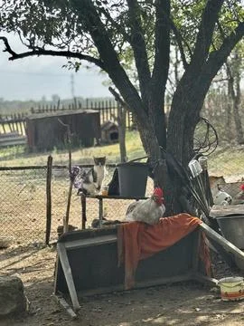 Rustic Farmyard Scene with Rooster and Tree Stock Photos