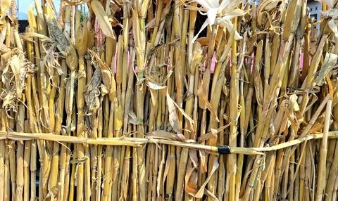 Rustic fence made from dried corn stalks and natural organic fibers Stock Photos
