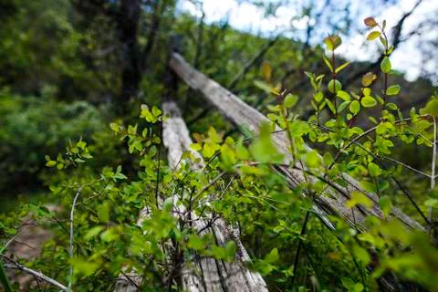Rustic Fence Foto stock