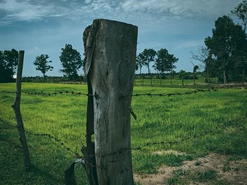 Rustic Fence Post Surrounded by Lush Green Rice Fields in Nature Stock Photos