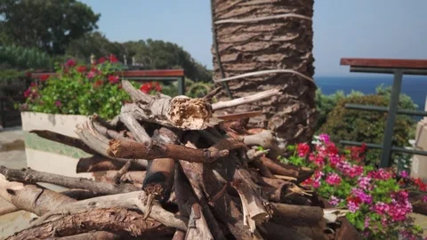Rustic Firewood Stack Next to a Palm Tree, Overlooking the Ocean at Cap Spartel Stock Footage 341364321