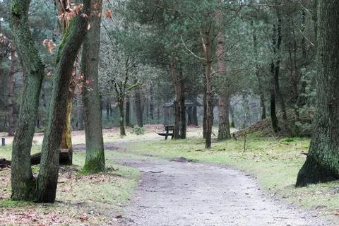 Rustic Forest Path with Bench among Oaks and Pines Stock Photos