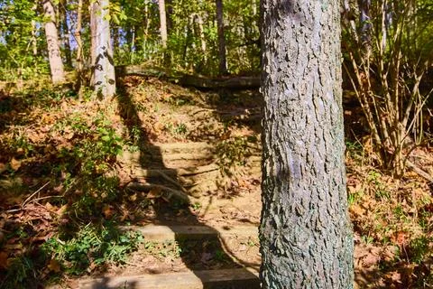 Rustic Forest Pathway in Autumn Sunlight Eye Level Perspective Stock Photos