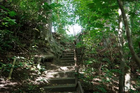 Rustic Forest Stairway Through Dense Green Woodland Stock Photos