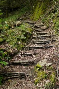 Rustic Forest Trail. 스톡 사진