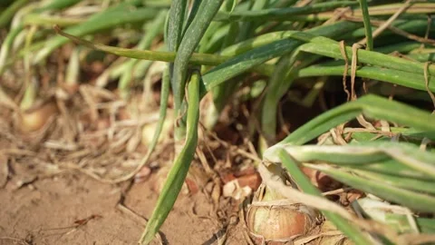 A rustic of fresh, organic onions Stock Footage 327657850