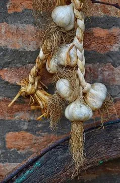 Rustic garlic hung to dry Stock Photos