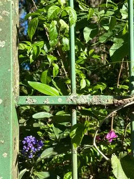 Rustic gate in garden Stock Photos