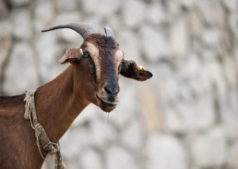 Rustic Goat Amidst Charming Stone Walls on a Serene Russian Farmstead Stock Photos