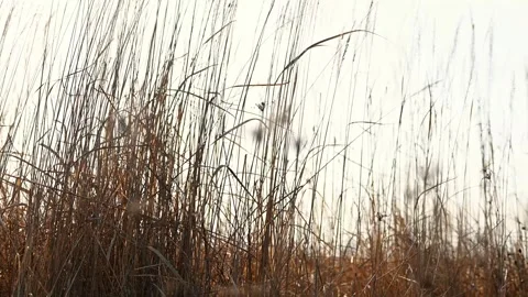 Rustic Grassland Beneath Mica Forest Skyline, Romania - 4k Stock Footage 266596424