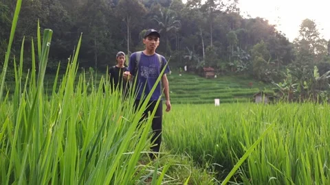 Rustic green atmosphere 動画素材 243418059