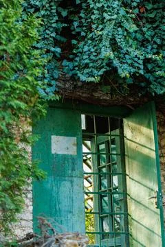 Rustic Green Door Surrounded by Plants 스톡 사진